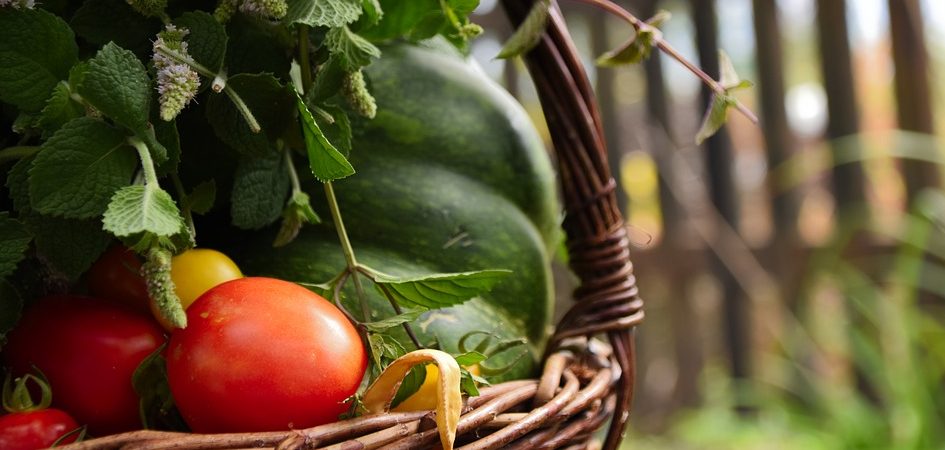 Im Beet lassen sich zahlreiche Obst- & Gemüsesorten anbauen